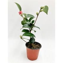 블랙로즈동백 소품 겹동백 블랙로즈 장미화형 [박씨농원], 1개