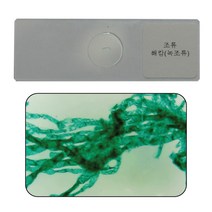 [아리랑과학] 영구프레파라트 - 해캄 낱개 / ARI-C5022-B