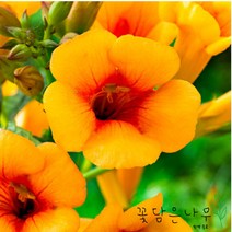 [꽃담은나무] 신품종 능소화 포트묘, 1. 능소화 H1.5xR2