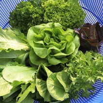 아쿠아포닉스 샐러드채소 당일수확 농장직송 여주아쿠아포닉스농장 유럽샐러드, 00.샐러드채소 모둠 500g * 1개