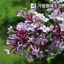 라일락 미스김라일락 가림원예조경, 라일락 키120cm 분묘 (3개세트)
