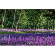 착한가격 맥문동 포트묘 50주 묶음 정원관리 식물키우기 화단가꾸기 맥문동심기