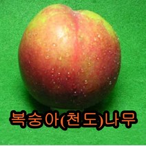 복숭아나무(천도) 접목1년특묘3그루 나무 묘목 복숭아천도나무
