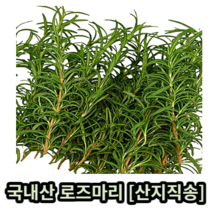 국내산 로즈마리 약 10g 50g 100g 500g 1kg 산지직송 로즈마리생잎 허브 잎 로즈마리잎 로즈마리허브 rosemary 로즈마리차 향신료 식용 데코용 허브 herb, 약 500g