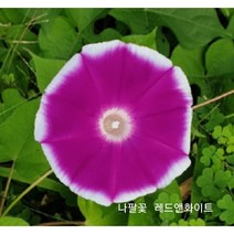 꽃씨앗 나팔꽃(유홍초) 레드앤화이트 (10립) -일년초 종자씨앗 야생화 씨앗모음