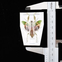 Creobroter gemmatus 게마투스 꽃 사마귀 건조표본 곤충표본