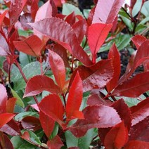 묘목/홍가시 레드로빈 삽목2년 포트묘 /5개 B1160, 5개