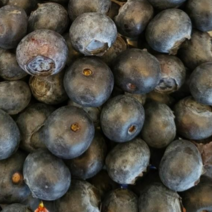 프리미엄 명품 생 블루베리 생과 특 달콤한 미국산 수입, 블루베리(125g+7팩)