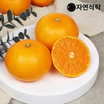 [제주직송]제주 고당도 천혜향 1.5kg 사이즈별, 천혜향 1.5kg 중과(7-9과)