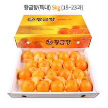 제주 황금향 선물세트 5kg (특대과) 19-23과 / 하우스 노지 고당도 귤 감귤 밀감 레드향 천혜향 카라향 청귤 수라향 신비향 가정용 추석 명절 설 감사 은사 선물 조생 타이벡, 5kg (대) 24-27과