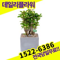 꽃기린 다육이 개업축하화분배달 개업식 개업선물 식당 카페 개원 집들이 승진 취임 부임 영전 전국당일무료배송