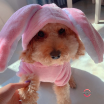 Weihe 추동 플란넬 소형 중형 강아지 고양이 펫 테디보미 비베어 네발 따뜻한 옷 액세서리, 네 다리 플란넬 핑크 긴 귀 토끼