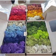 스칸디아모스 그라데이션모스 500g(1박스) 공기정화식물 천연이끼 DIY 학교수업 원예수업키트 재료, 그라데이션그린, 1개