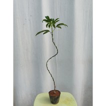 황칠나무 분재묘목(2년산), 분재묘목(2년생)