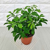 홍콩야자(소) 실내공기정화식물 공기청정식물 홍콩야자키우기, 단품