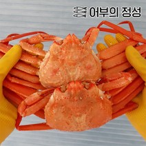 [어부의정성] 당일조업!경북포항 김민호님의 박달홍게(중)400g-500g내외/5미(수율80, 종류:생물홍게