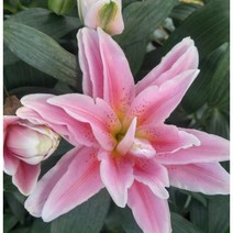 겹백합구근4개 주아나 백합알뿌리, 주아나 겹백합구근4개, 4개