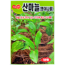 산마늘/명이나물 씨앗 (50립)