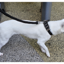 심바 대형견 리드줄 + 목줄 세트