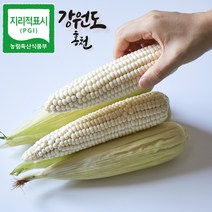 9월 6일 예약발송 산지직송 강원도 홍천 내면 미백 찰옥수수 10개 20개 30개 40개, 홍천내면 찰옥수수 30개
