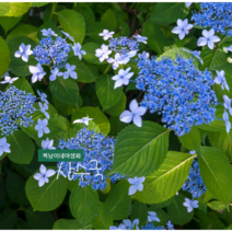 산수국 [1포트] 중품 (복남이네야생화 여름 야생화 모종 꽃나무 토종식물 hydrangea)