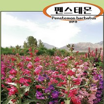 펜스테몬씨앗100g(약100 000립)