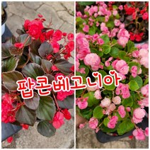 팝콘 베고니아 0055 특랜덤 2개 핑크 빨강 공기정화식물/미세먼지/공기정화효과 공기정화식물