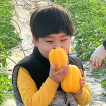 성주참외 석정현 농부의 정직한 참외 산지직송 [100박스 한정특가], 2kg 가정용 소과(10과 내외)