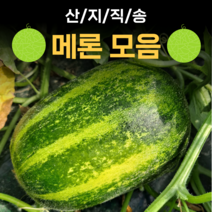 산지직송 파파야 메론 멜론 개구리 참외 양구 백자 설향메론 2kg 5kg 10kg, 3.양구 메론_5kg, 3.양구메론5kg