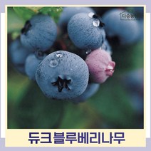 블루베리나무 묘목 듀크 삽목4생 결실주(분) 1개