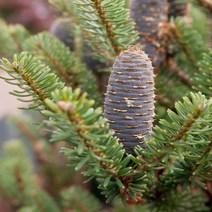 [충북농원] 구상나무 묘목 - H2.0분 (화물착불), 단품, 1개