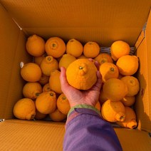 제주 한라봉 가정용 선물용 3kg 5kg, 노지한라봉 못난이 가정용 10kg