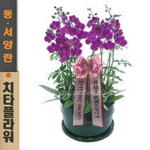 치타플라워 서양난 미니 호접 만천홍 승진 이사 개업 축하 화분 [CT08sn-04] 서양란 호접란 전국 당일 배송