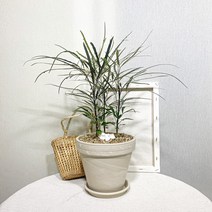 아랄리아독일화이트토분완성, 1개