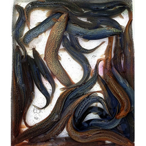 100% 치어 생산하여 키운 순수 국산 미꾸라지, 추어탕용 1Kg