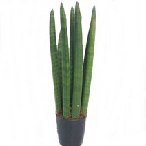 트리앤 스투키 산세베리아 수퍼바 금전수, 03.스투키30cm7촉이상 1개