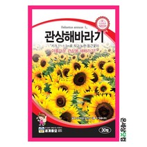 관상해바라기 30립 / 꽃씨 해바라기씨앗 해바라기씨 키작은 해바라기
