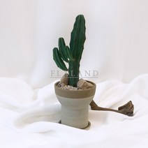 플라랜드 공기정화 인테리어식물 용심목 선인장 만세선인장 세라믹화분 컴포트투톤 화분, 용심목-세라믹 컴포트화분