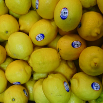 썬키스트 레몬 미국산 칠레산 프리미엄레몬정품 팬시레몬 프리미엄 제주레몬 3kg, 3kg 20~25개 내외