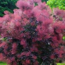 묘목/안개나무(자엽안개)-로얄퍼플 화분지름15cm(중품)km135, 1개