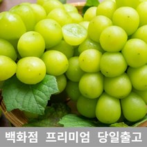 도봉물산특가_[국내산] 샤인머스켓 2kg 샤인머스켓묘목 과일선물세트 샤인, 1, 본상품선택