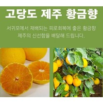 제주 황금향 선물용 2.5k 14-18과 성인병예방 수험생 비타민C 피로회복 명절 다이어트식단, 2.5k 8-13과