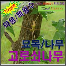 GS3/고로쇠나무/ 실생2년생 5주