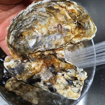 영양가 많은 생굴 여수 석화, 여수석화5kg
