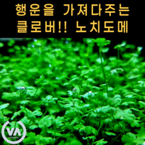 [비바소녀] 행운의 클로버 노치도메 (10촉) / 전경수초 초보수초