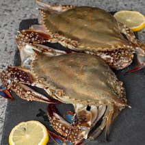 충남 태안 제철 활암꽃게 1kg 소/중/대, 03. 1kg 대 1~2미, 1개