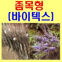 (D소망)바이텍스(좀목형)묘목(실생1년) 7그루
