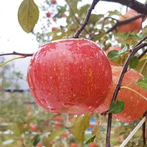 평창사과 프리미엄 고랭지 부사사과 5kg 15-16내외 오대산사과, 1개, 상세페이지 참조