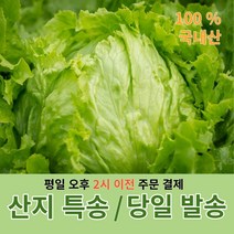 산지직송 양상추 6통 / 12통 / 8kg 식자재 당일 배송, 양상추 벌크 12통