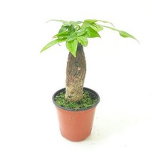 파키라(소) 실내공기정화식물 공기청정식물 파키라키 ADS- 2980213EA, 본상품선택